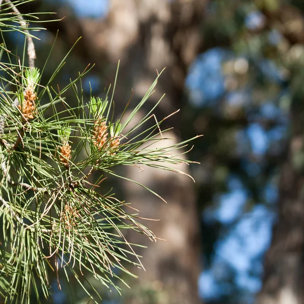Close Pine Needles Young Cones Branch Sunlight — Stock Photo, Image