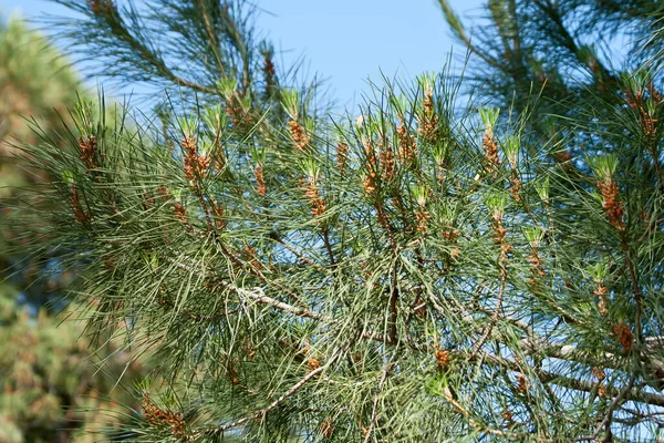 Pine Tree Branches Young Cones Needles Front Blue Sky — Stock Photo, Image