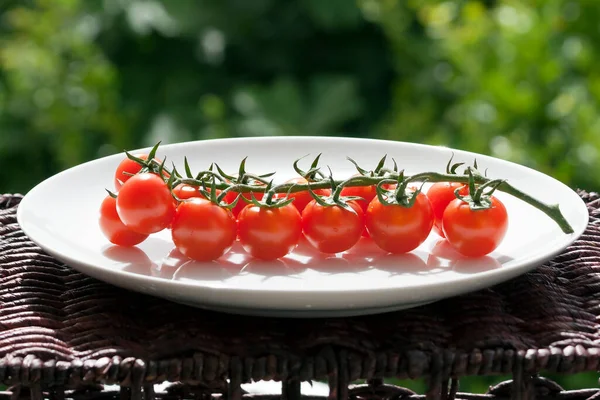 Ripe red cherry tomatoes on the vine on a white plate on a garden table in sunlight