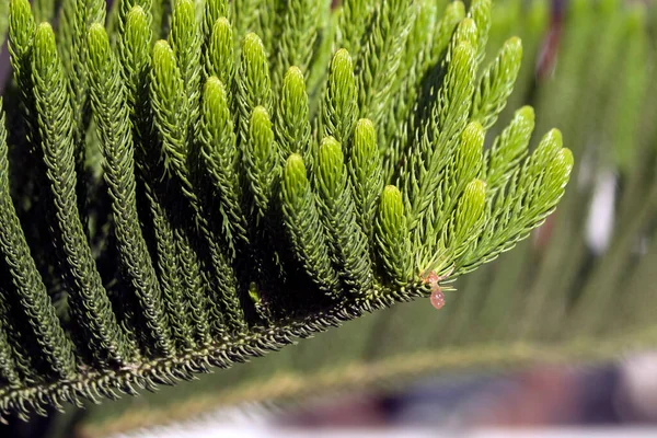 Close Green Branch Norfolk Island Pine Araucaria Heterophylla Rosin Drop — Stock Photo, Image