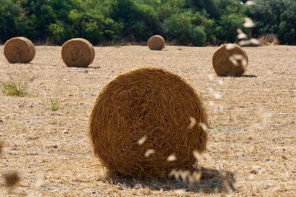 Fardos Paja Campo Agrícola Soleado Día Verano —  Fotos de Stock