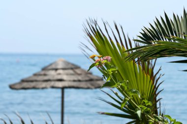 Mavi denizin ve gökyüzünün önündeki kumsalda palmiye yaprakları ve çiçekler