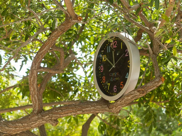 Relógio Redondo Com Frase Carpe Diem Galho Árvore Entre Folhas — Fotografia de Stock