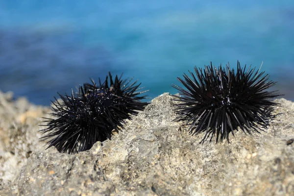 Bir kayaüzerinde iki canlı deniz kestanesi — Stok fotoğraf