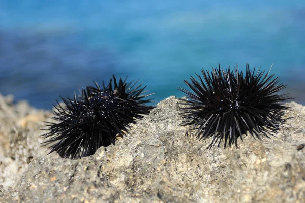 Dva živé mořské urchiny na skále Stock Fotografie