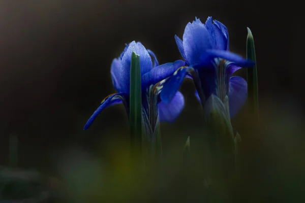 Two blue iris flowers on dark background, backlight, close-up. High quality photo