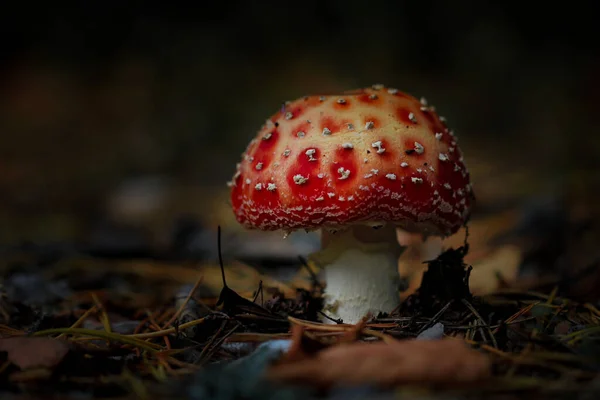 Κοντινό Πλάνο Πετάξει Agaric Πάνω Από Σκοτεινό Φόντο Υψηλής Ποιότητας — Φωτογραφία Αρχείου