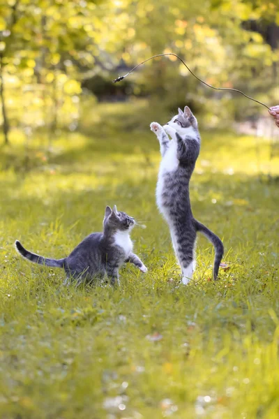 Två Grå Och Vita Kattungar Som Leker Gräs Och Vita — Stockfoto