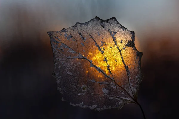日没のバックライト 暗い背景を持つクローズアップアスペン骨格の葉 — ストック写真