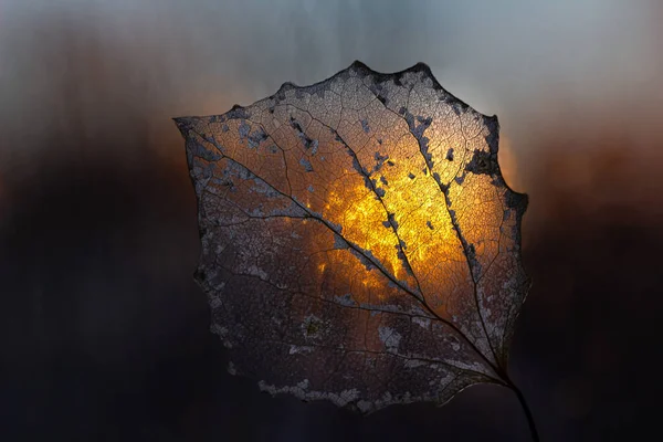 Närbild Asp Skelett Blad Med Solnedgång Bakgrundsbelyst Mörk Bakgrund — Stockfoto