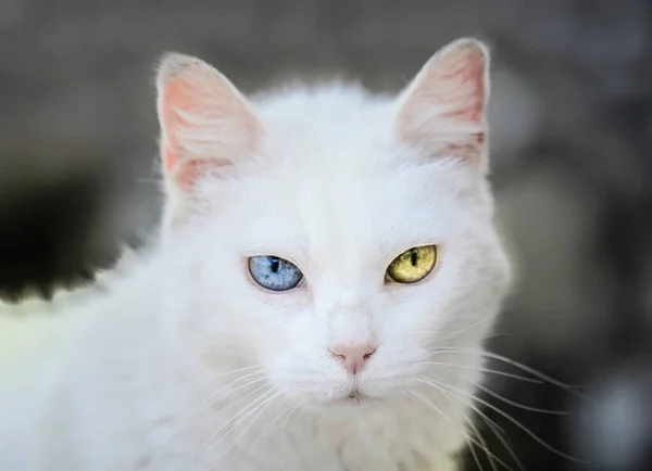 Leniwy Biały Kot Heterochromią Żółte Niebieskie Oczy — Zdjęcie stockowe