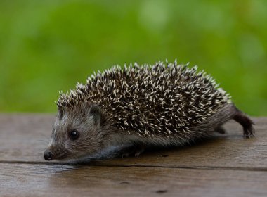 Bebek kirpi ahşap masada yürüyor, yakın plan.