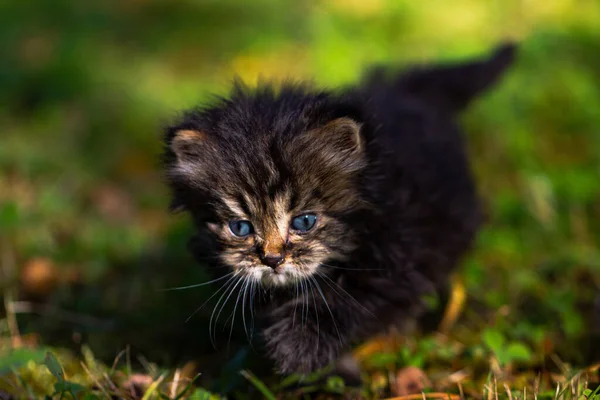 Kitten on green grass, close up portrait — Stock Photo, Image