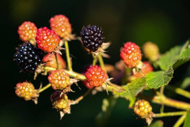 Koyu arkaplan yatay yöneliminde olgunlaşan Blackberry dalına yakın plan