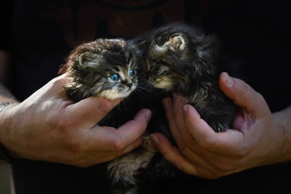 Primeros planos manos masculinas sosteniendo dos gatitos, ojos azules, fondo oscuro —  Fotos de Stock