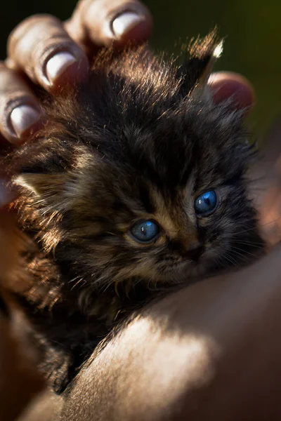 Retrato de cerca de gatito siberiano con ojos azules en mens hans —  Fotos de Stock