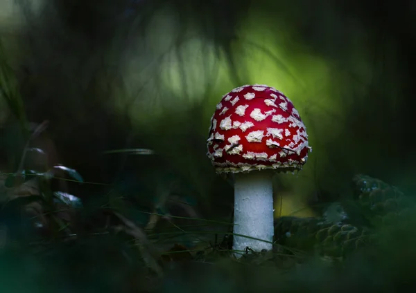 Yakın plan kırmızı sinek agarik, koyu yeşil arka plan amanita — Stok fotoğraf