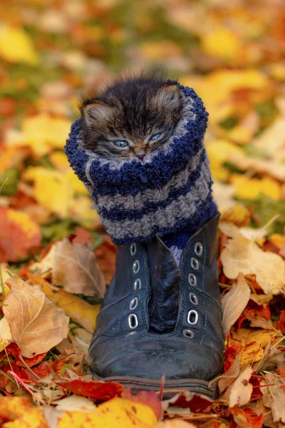 Gatito siberiano gris sentado en una bota de esquí negra, mirando recto —  Fotos de Stock