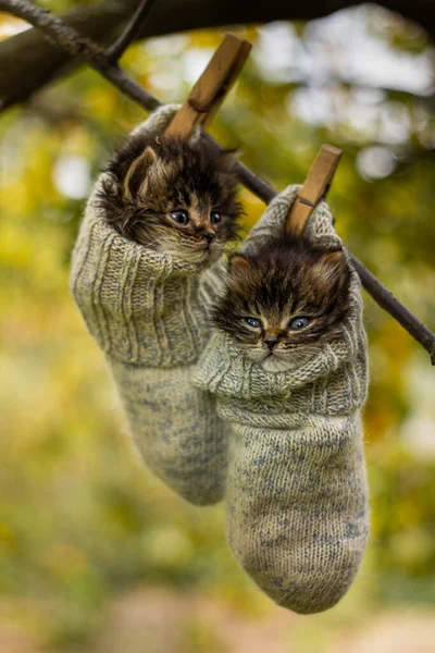Dwa szare syberyjskie kotki wiszące na drzewie w wełnianych skarpetkach. — Zdjęcie stockowe