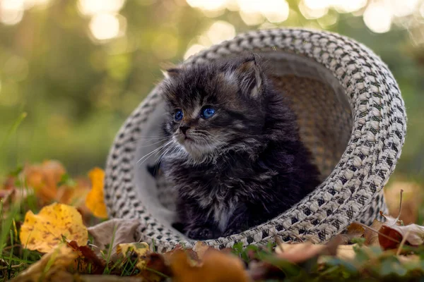 Gatito siberiano gris sentado en un sombrero de sol en el parque de otoño, hojas caídas —  Fotos de Stock