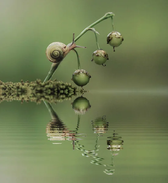 Close Snail Lily Fruits Water Reflection Copy Space Light Green — Stock Photo, Image