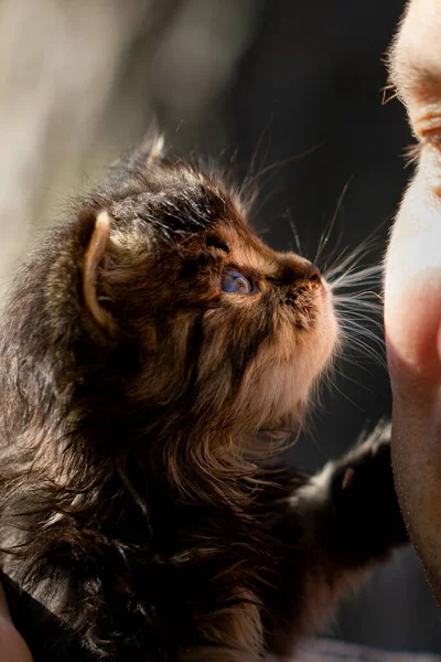 Retrato Cerca Del Gatito Siberiano Mirando Los Ojos Los Hombres —  Fotos de Stock