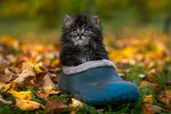 Mavi Bir Ayakkabının Içinde Oturan Gri Kedi Yavrusu Düz Yatay — Stok fotoğraf