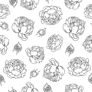 Şakayık çizim çiçek, şakayık çizilmiş izole. Botanik çizimler, renk sanat illüstrasyon, sorunsuz arka plan, vektör Peonies şakayık gül illüstrasyon, gerçekçi peonies