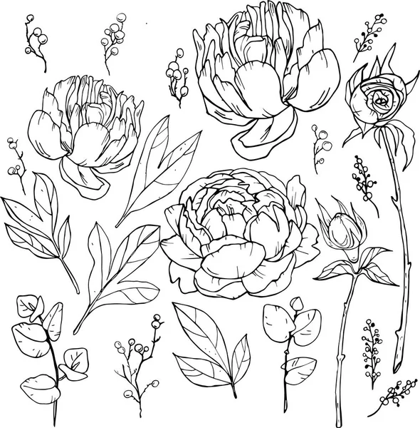 Pion Rosa Flores Desenho Desenhado Mão Wild Rose Isolado Desenhos — Vetor de Stock