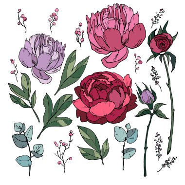 Pion ve çiçek çizim rose, Rose Peony çizilmiş izole. Botanik çizimler, renk sanat illüstrasyon, beyaz arka plan, vektör Pionies şakayık gül illüstrasyon
