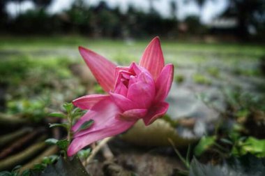 Doğa güzel çiçek resimleri 