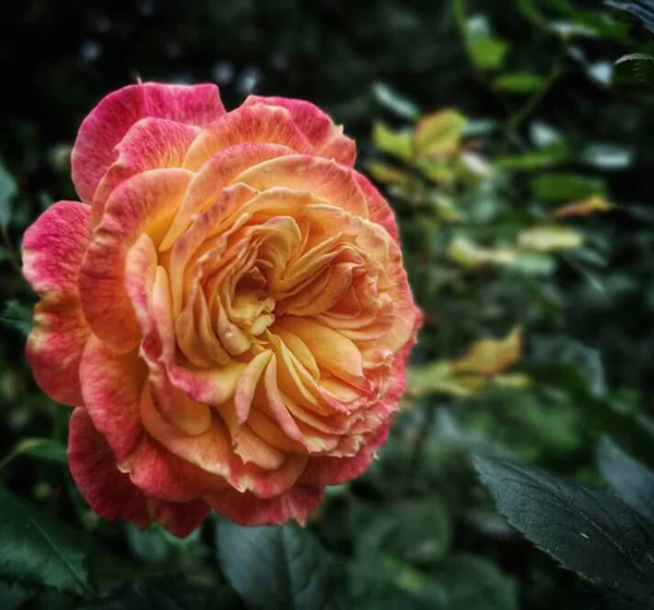 Krásná Příroda Květiny Obrázky — Stock fotografie