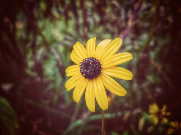 Hermosa Naturaleza Flores Fotos — Foto de Stock