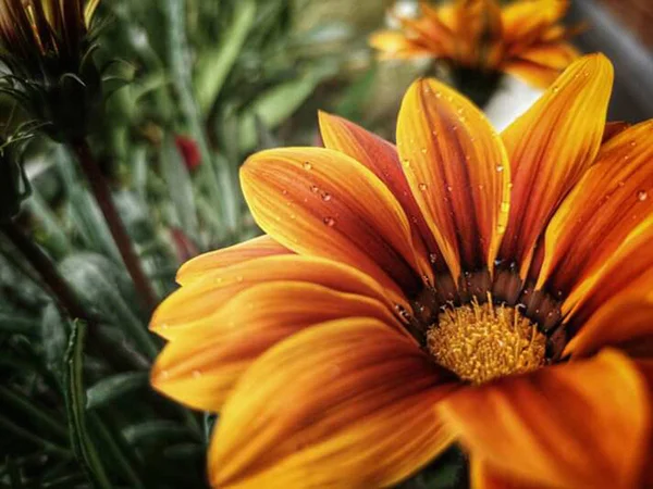 Vacker Natur Blommor Bilder — Stockfoto