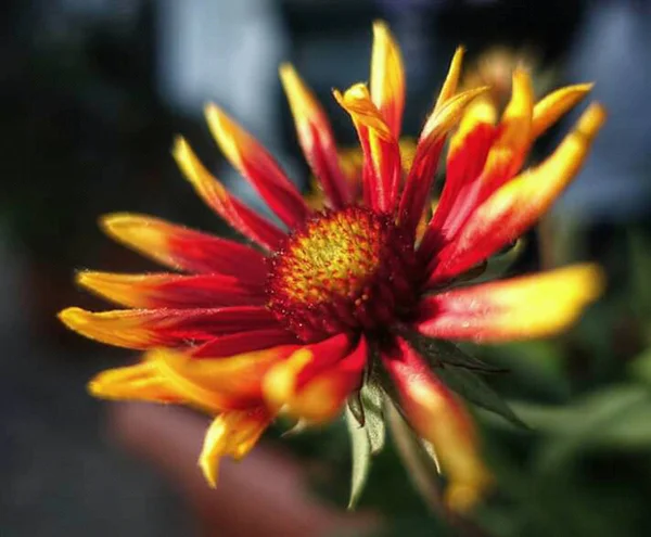 Natura Piękne Kwiaty Zdjęcia — Zdjęcie stockowe