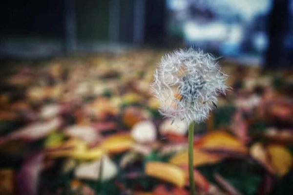 Natuur Prachtige Bloemen Foto — Stockfoto