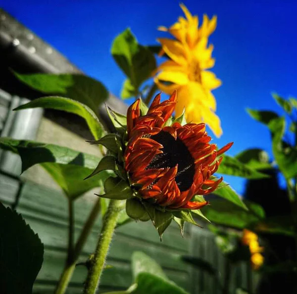 Natur Schöne Blumen Bilder — Stockfoto