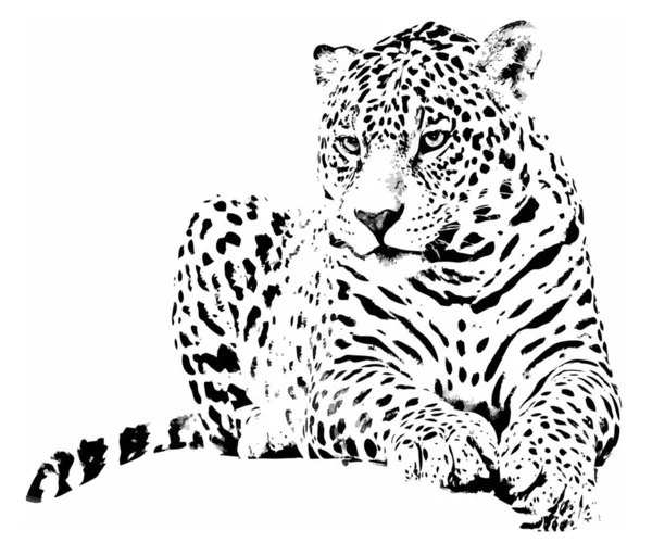Gráfico Leopardo Vetor —  Vetores de Stock