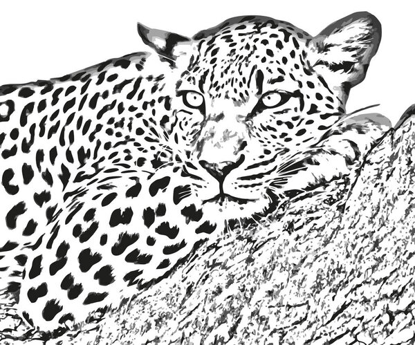 vector drawing leopard on a stone