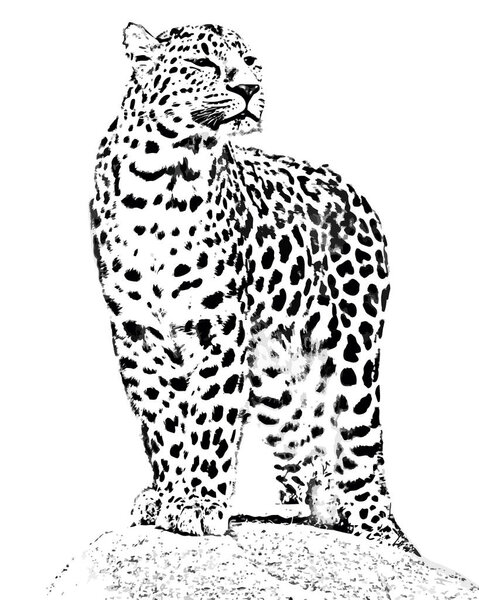 vector drawing leopard on a stone