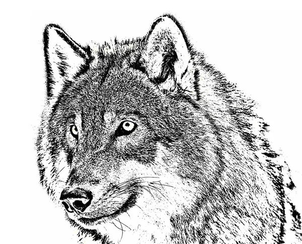 Lobo Contorno Vetorial Focinho Predador — Vetor de Stock