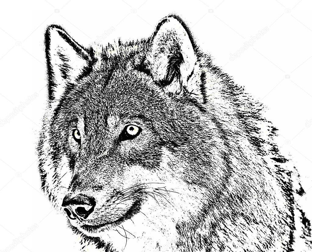 wolf in vector outline of the muzzle of the predator