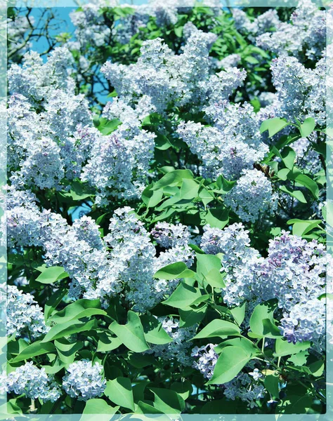 Lilac Flowers Photography Prints Printable Wall Art Lilac Saint Petersburg — Stock Photo, Image