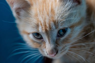 Öğleden sonra beyaz-kırmızı kedi yavrusu