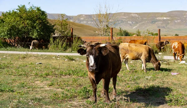 Vaca pastando en la hierba en las montañas — Foto de Stock
