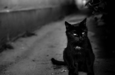 Sarı gözlü siyah sokak kedisi