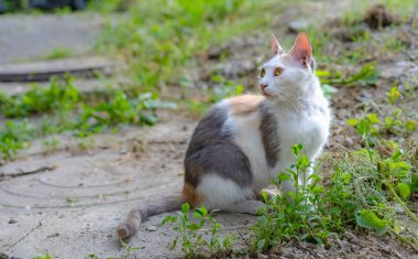 Evsiz kedi yerde oturuyor..