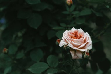 Yeşil yapraklardan oluşan bir arka planda çiçek açan gül