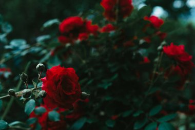 Çiçek açan yeşil yapraklı gül çalısı