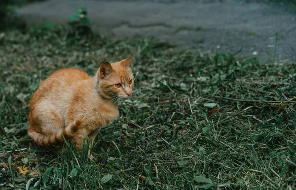 猫は注意深く草の中に座っている — ストック写真